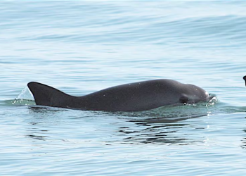 Vaquitas marinas en México: Gobierno anuncia que realizará un nuevo conteo de esta especie