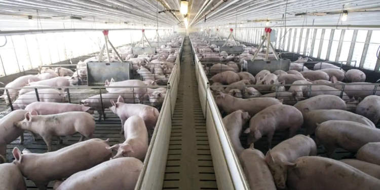 Crisis porcícola en Sonora se intensifica: precios se desploman, exportaciones caen y sequía amenaza