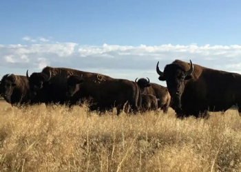 El regreso de los bisontes americanos