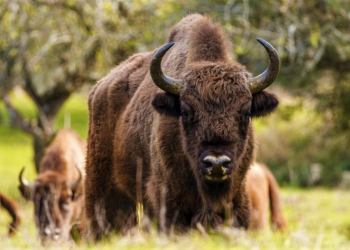 Bisonte europeo: fertiliza la tierra y evita incendios forestales