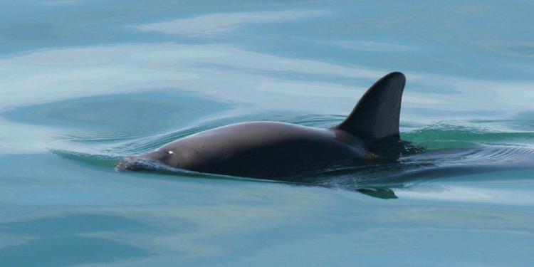 La vaquita marina, especie mexicana en peligro de extinción