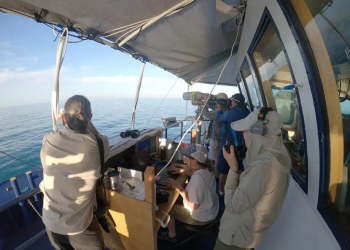 Realizarán crucero de observación de la vaquita marina del 3 al 27 de mayo