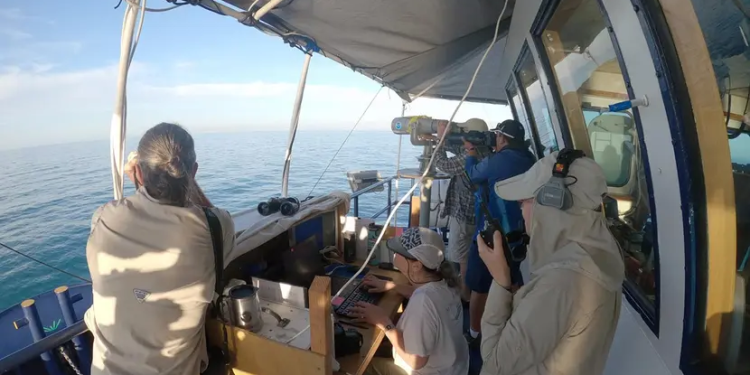 Realizarán crucero de observación de la vaquita marina del 3 al 27 de mayo