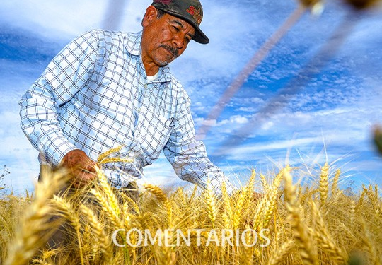 Quiebran trigueros de Sonora por bajos precios