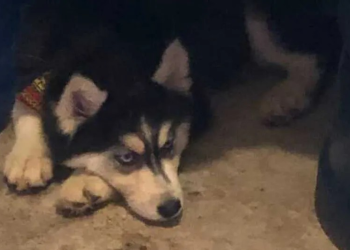 Hombre mata a ‘Mía’, su perrita, y vecinos piden justicia