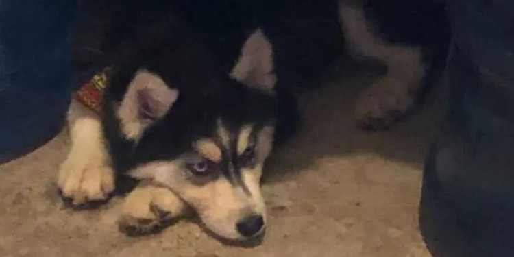 Hombre mata a ‘Mía’, su perrita, y vecinos piden justicia