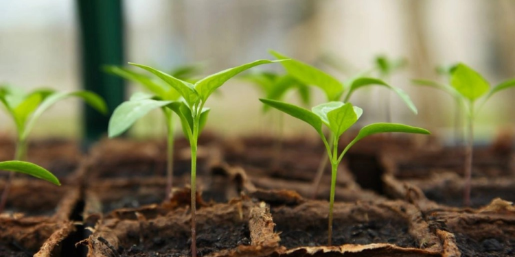 Donación de 30,146 Árboles en Nogales, Sonora: Un Paso Hacia la Reforestación y Sostenibilidad