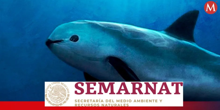 ¿Qué leyes protegen a la vaquita marina en México? Te decimos