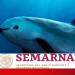 ¿Qué leyes protegen a la vaquita marina en México? Te decimos