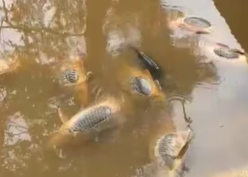 Río Yaqui: Mortandad de peces en Sonora podría ser por golpe de calor y falta de oxigenación