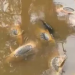 Río Yaqui: Mortandad de peces en Sonora podría ser por golpe de calor y falta de oxigenación