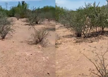 En Sonora, Madres Buscadoras encuentran cinco fosas clandestinas con prendas y restos humanos