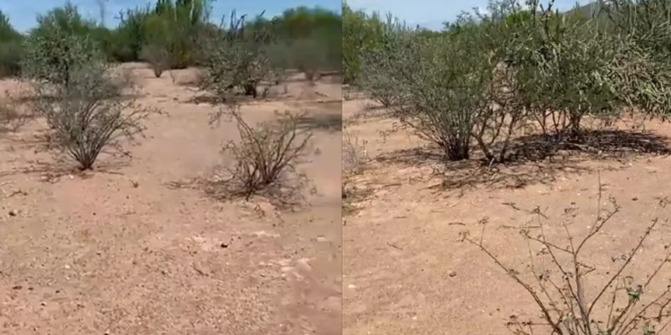 En Sonora, Madres Buscadoras encuentran cinco fosas clandestinas con prendas y restos humanos