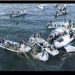 Qué fue del Cártel del Mar, el grupo de traficantes de totoaba cuyo líder fue exonerado por el Poder Judicial en un ‘sabadazo’