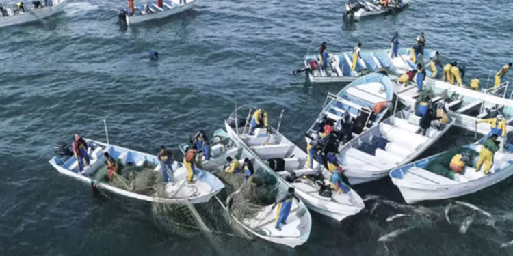 Qué fue del Cártel del Mar, el grupo de traficantes de totoaba cuyo líder fue exonerado por el Poder Judicial en un ‘sabadazo’