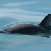 UNESCO mantiene el habitat de la vaquita en la lista de “Patrimonio Mundial en Peligro”