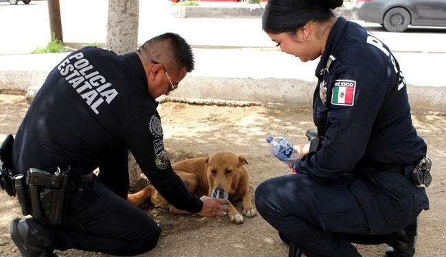 Elementos de la Policía Estatal recibieron capacitación en el tema de maltrato animal