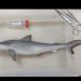 Lo que faltaba: tiburones brasileños dan positivo a consumo de cocaína