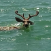 Captan a un venado nadando en las playas de Sonora