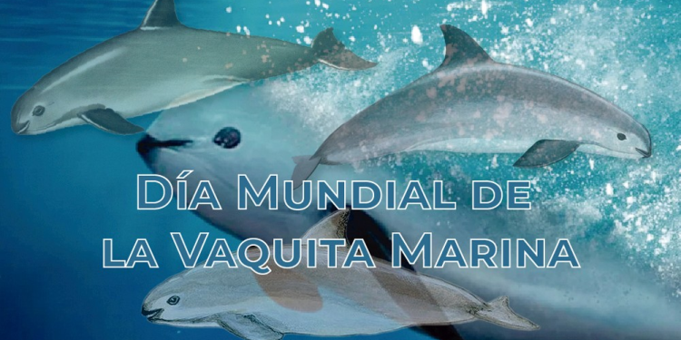 Día Mundial de la Vaquita Marina