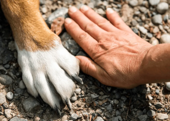 Investiga FGJES probable delito de maltrato o crueldad animal en Navojoa