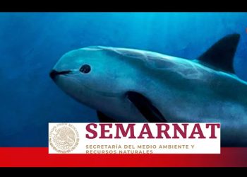 ¿Qué leyes protegen a la vaquita marina en México?