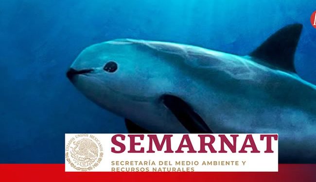 ¿Qué leyes protegen a la vaquita marina en México?