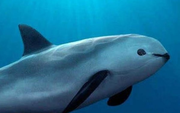 Día Internacional de la Vaquita Marina