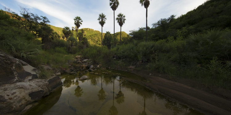 Después de 2 años de espera, la ley de protección de la naturaleza de Sonora se acerca a la realidad