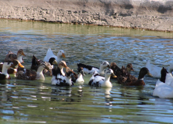 Centro ecológico de Hermosillo abrirá nuevo espacio “La jungla” como parte del Eco Safari