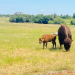 Nace cría de bisonte americano en el Bioparque Estrella de Nuevo León