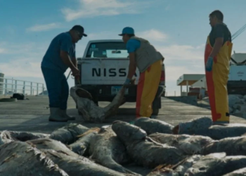 Traficantes de totoaba extinguen la especie en las Costas de Sonora