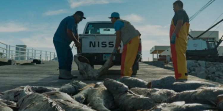 Traficantes de totoaba extinguen la especie en las Costas de Sonora