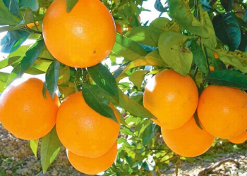 Fortalecen vigilancias en límites con Sonora y BCS para proteger cítricos