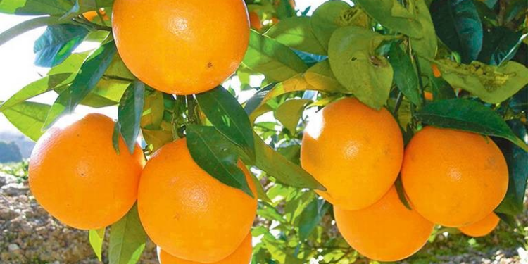 Fortalecen vigilancias en límites con Sonora y BCS para proteger cítricos