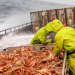 Desaparición masiva de cangrejos en el mar de Bering revela cambios drásticos en el ecosistema