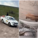 Sorprende borrego cimarrón agresivo a trabajadores en Sonora