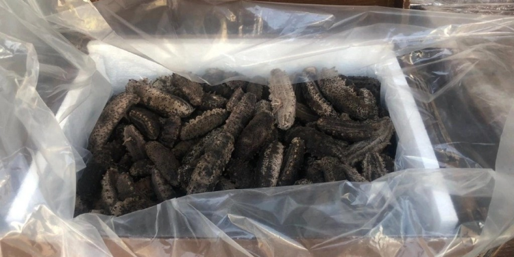 Incautan cargamento de pepino de mar en Baja California