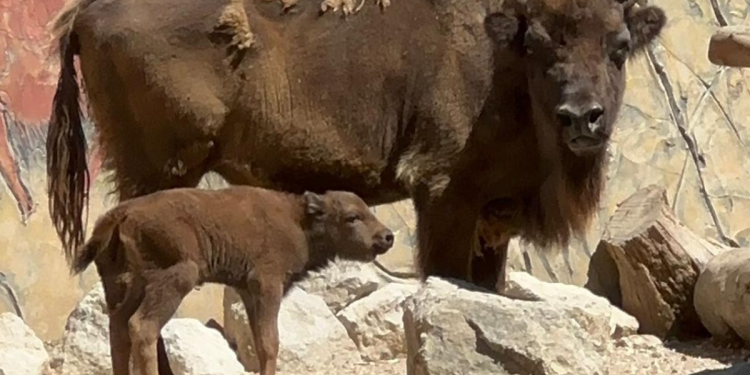 Nace una hembra de bisonte europeo en el Centro de Conservación Zoobotánico de Jerez