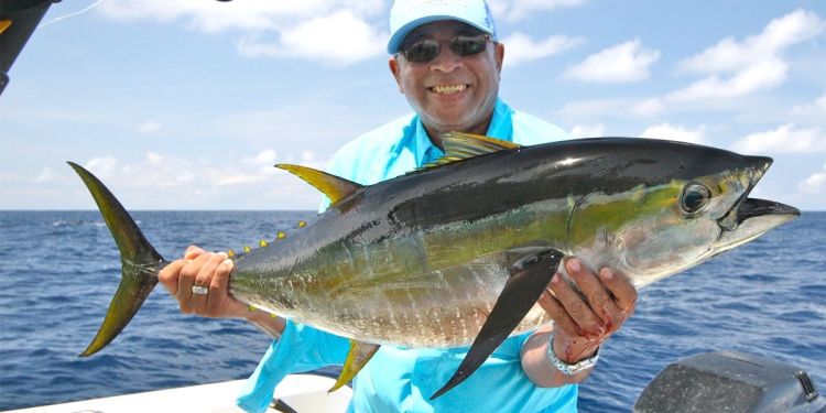 Atún aleta amarilla, uno de los peces más rápidos del océano y objetivo codiciado para pescadores