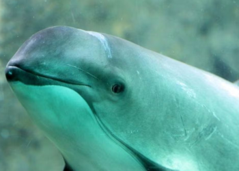 Descubre los motivos por los que la vaquita marina se encuentra en peligro de extinción