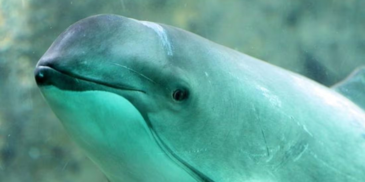 Descubre los motivos por los que la vaquita marina se encuentra en peligro de extinción