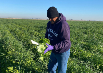 Un desierto fértil en lo profundo de Sonora: pobladores cosechan desde algodón hasta dátiles