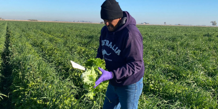 Un desierto fértil en lo profundo de Sonora: pobladores cosechan desde algodón hasta dátiles