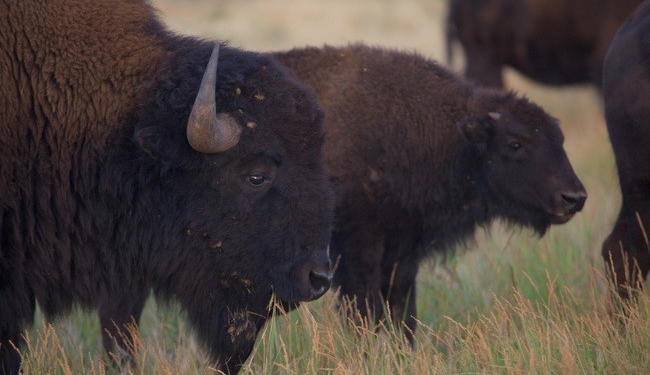 La Conanp fortalece los esfuerzos de colaboración con Estados Unidos y Canadá para conservar al bisonte americano