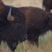 La Conanp fortalece los esfuerzos de colaboración con Estados Unidos y Canadá para conservar al bisonte americano