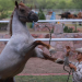 El criadero militar donde se dejan las armas para preservar al bisonte y crear una nueva raza de caballos
