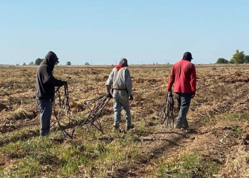 El trigo en declive: la crisis de un grano simbólico del valle de San Luis Río Colorado