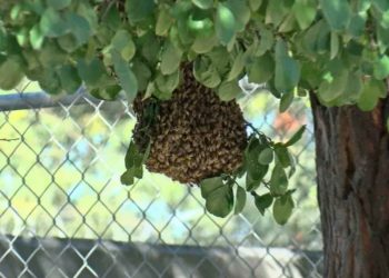 Ataque de Abejas Deja a Varias Personas Lesionadas y Dos Perritos Muertos