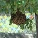Ataque de Abejas Deja a Varias Personas Lesionadas y Dos Perritos Muertos